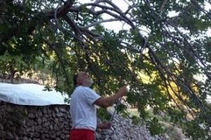 Na Visu oživljava uzgoj i prerada rogača