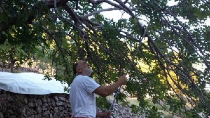 Na Visu oživljava uzgoj i prerada rogača