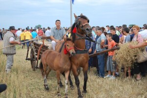 Tradicionalna Rogoljska žetva održava se deveti put