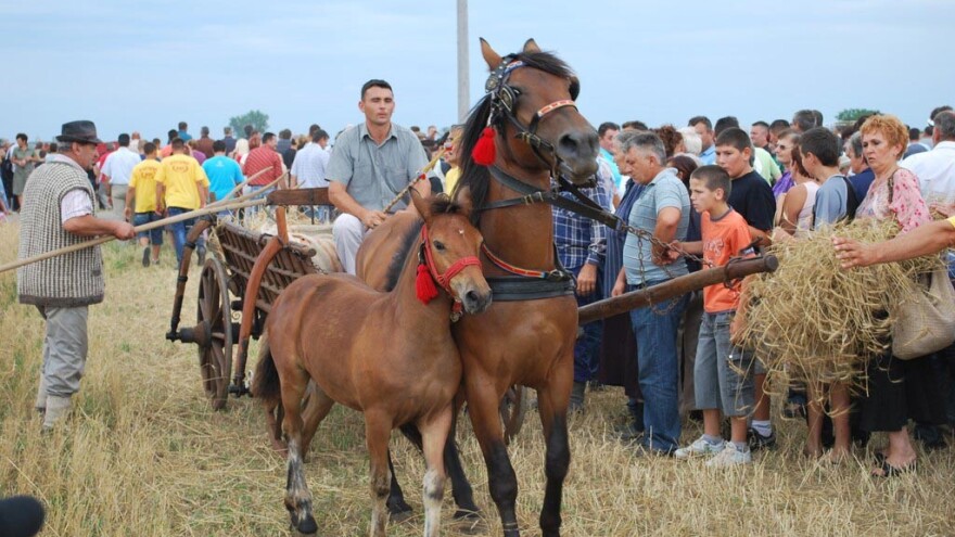 Tradicionalna Rogoljska žetva održava se deveti put