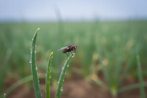 Rogor 40 protiv lukove muhe!