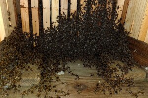 Rojenje pčela - zašto do njega dolazi i kako ga spriječiti?