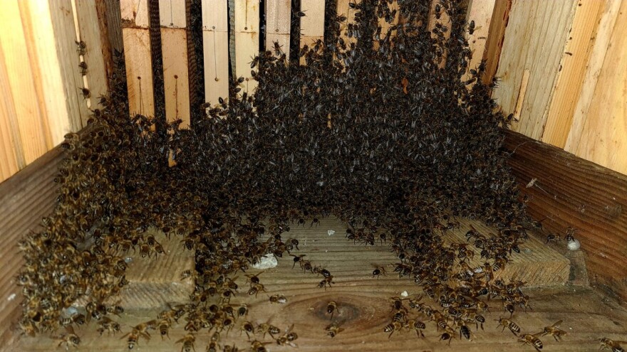 Rojenje pčela - zašto do njega dolazi i kako ga spriječiti?