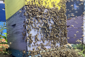 Tajna privlačnosti napuštenog saća - zašto pčele vole stare prazne košnice?
