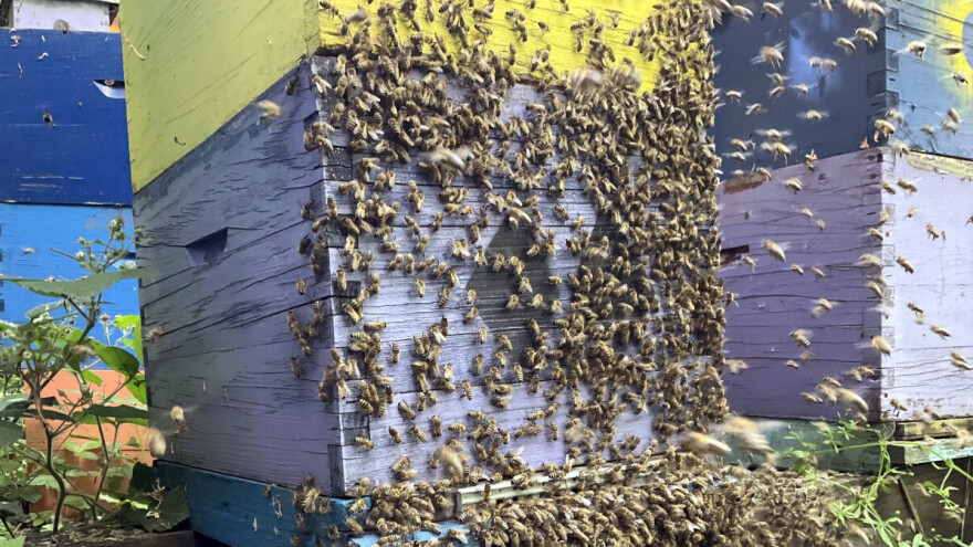 Tajna privlačnosti napuštenog saća - zašto pčele vole stare prazne košnice?