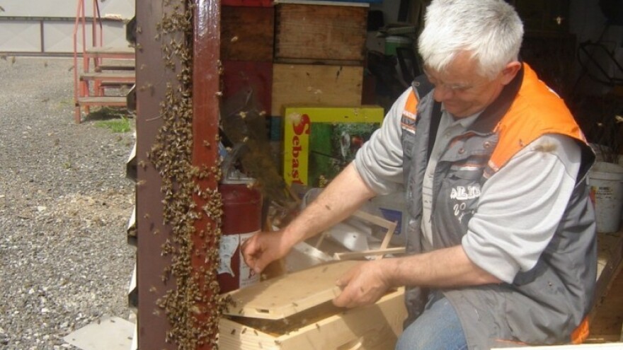 Roj pčela poslan s Božje strane!