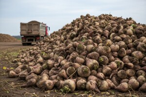 Rok za dostavu podataka o šećernoj repi ističe 31.12. 2012.