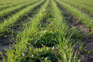 Rokovi i specifičnosti kod primjene herbicida