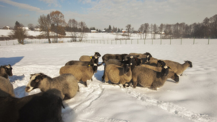 Parenje romanovskih ovaca uz pomoć aplikacije