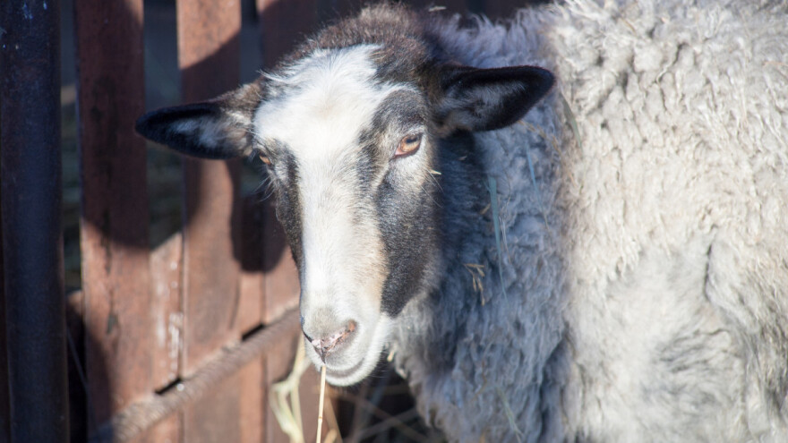 Nevzad Kantarević: Isplati se uzgajati romanovske ovce jer su najplodnije