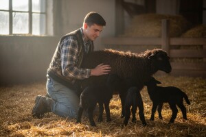 Romanovska rasa ispunila očekivanja odgajivača