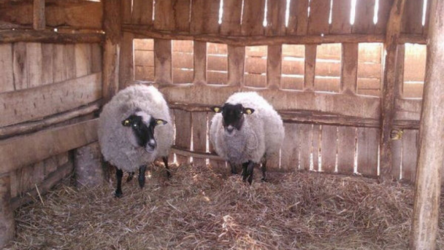 Romanovska rasa za isplativije ovčarstvo