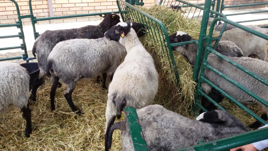 Romanovska ovca - čista računica