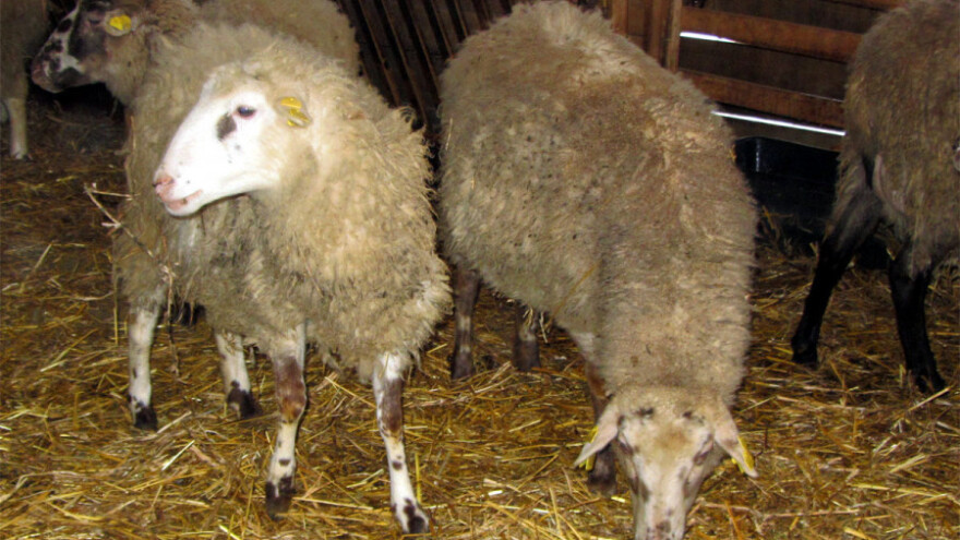 Ukrštanje romanovske i sjeničke ovce