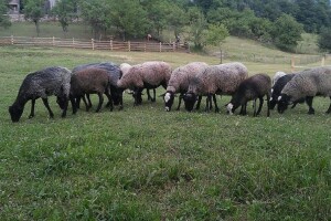 Janjci romanovske ovce traženi širom BiH, čim napune tri mjeseca rasprodaju se