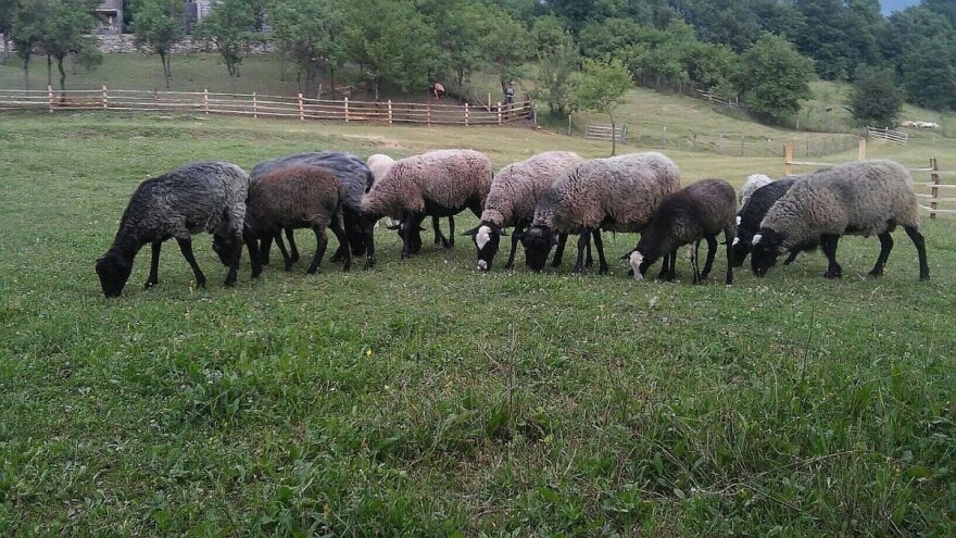 Janjci romanovske ovce traženi širom BiH, čim napune tri mjeseca rasprodaju se