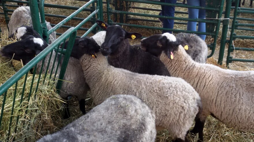 Romanovska ovca: Dva jagnjeta trošak, a druga dva - zarada!