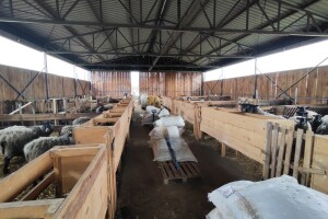 Sa pašnjaka u štalu: Smještaj, ishrana i briga o ovcama