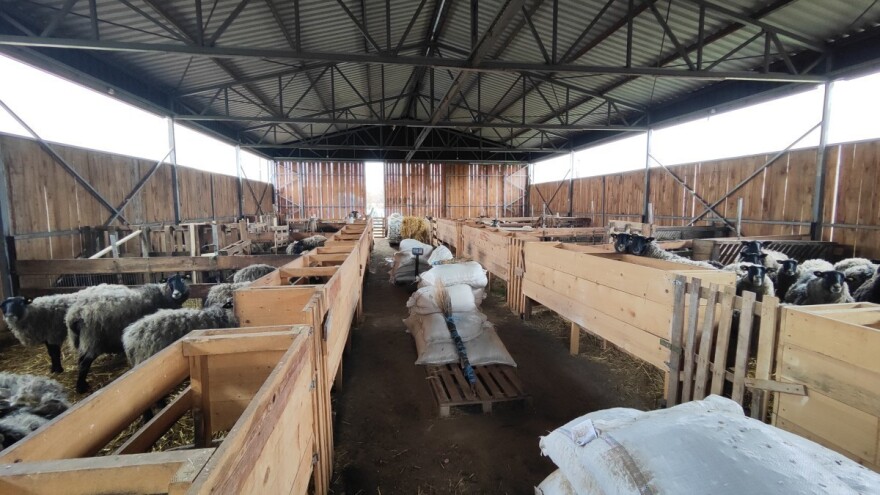 Sa pašnjaka u štalu: Smještaj, ishrana i briga o ovcama