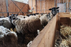 Dodatne potpore za unaprjeđenje uzgoja ovaca i koza od 2024. do 2026.
