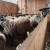 Dodatne potpore za unaprjeđenje uzgoja ovaca i koza od 2024. do 2026.