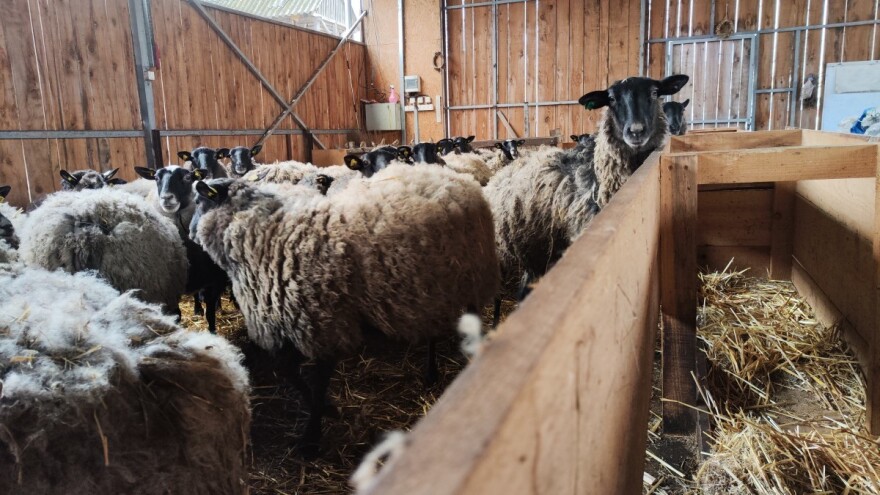 Dodatne potpore za unaprjeđenje uzgoja ovaca i koza od 2024. do 2026.