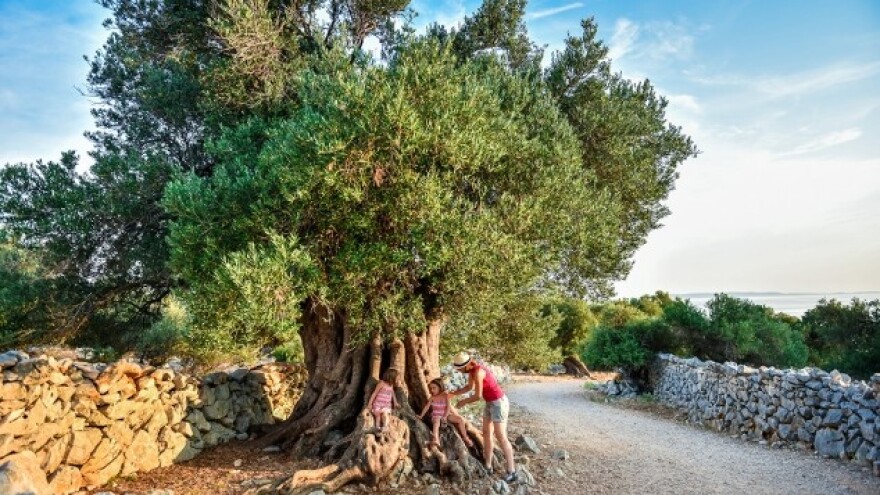 Navodnjavanje vinove loze i maslina na kršu