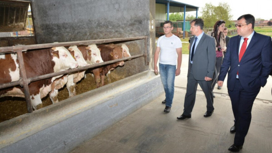 Hrvatska cijepi goveda protiv kvrgave kože, a mi?