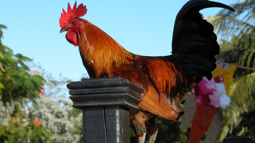 Pijetao završio na sudu jer preglasno kukuriče