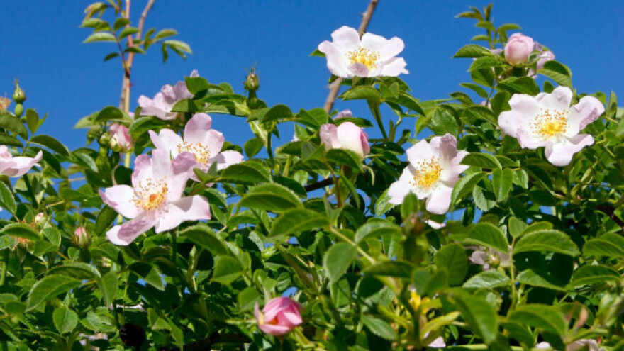 Organska ruža kao hrana