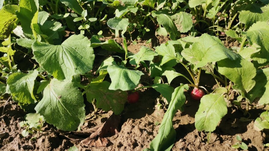 Kada je idealno vrijeme za zimsku sjetvu rotkvice?