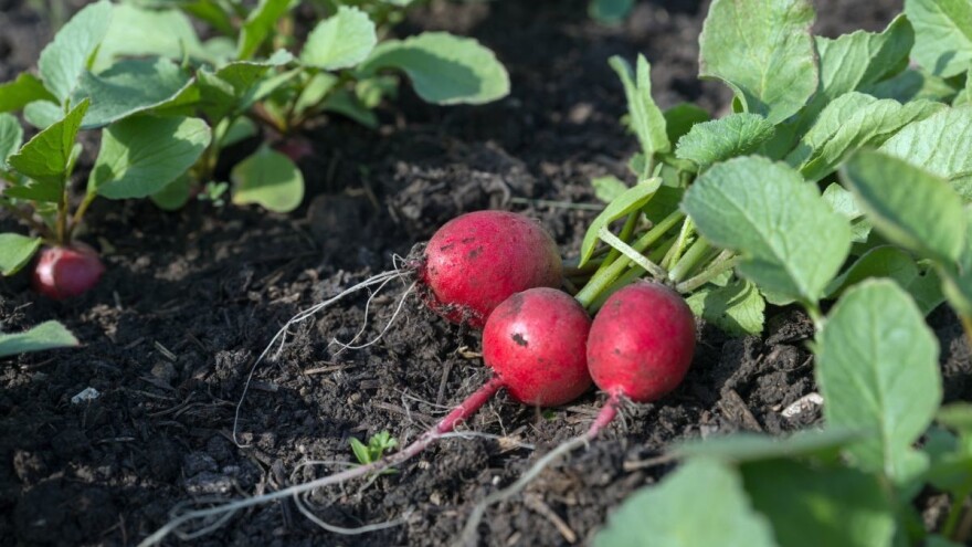 Rotkvica: Povrće skromnih zahtjeva koje podnosi i niske temperature