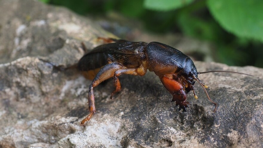 10 prirodnih  načina za borbu protiv rovca