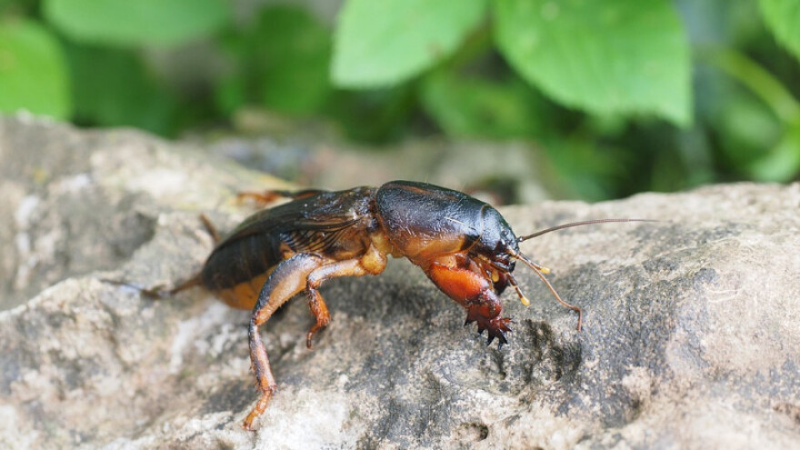 Rovac - štetočina koja se sprema za zimski san