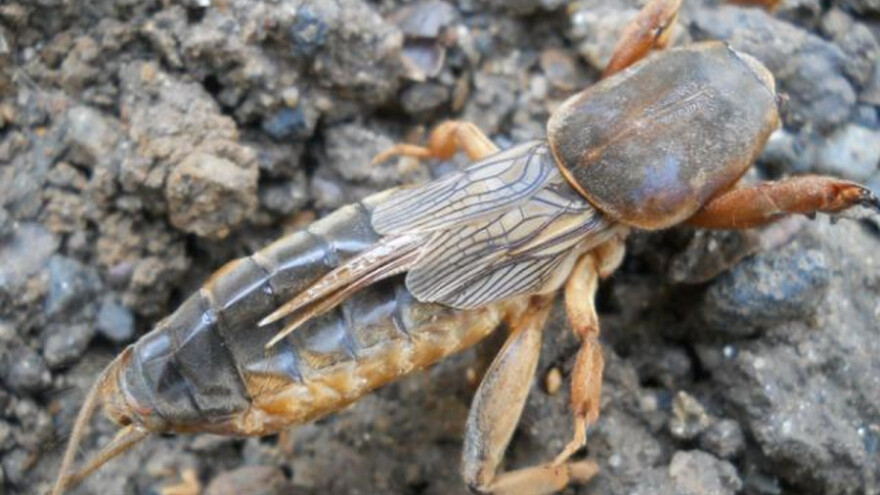 Mere zaštite protiv rovca