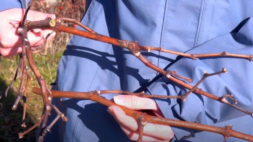 Bakrenim preparatima na vrijeme zaštitite vinovu lozu od crne pjegavosti rozgve