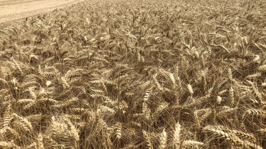 Kako su pojedini ratari ove godine požnjeli više od 10 tona pšenice po hektaru?