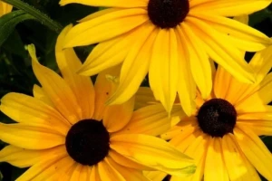 Rudbekija - nezahtevna, a lepa trajnica
