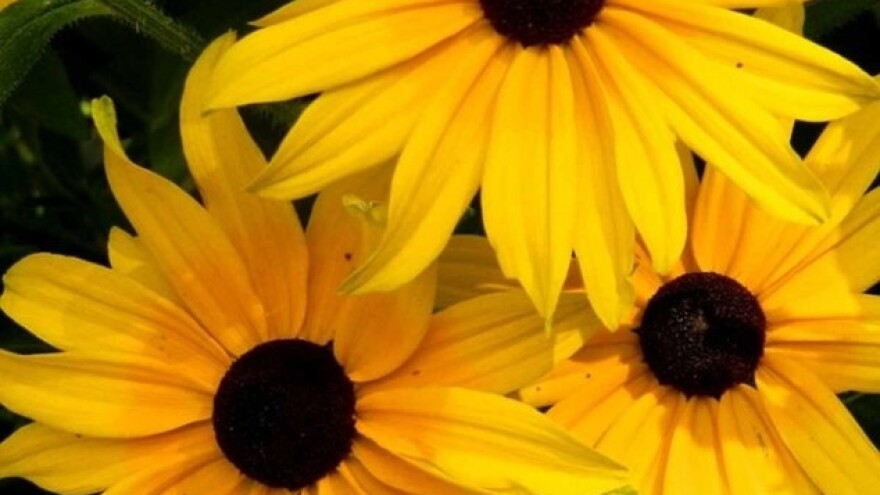 Rudbekija - nezahtevna, a lepa trajnica