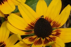 Rudbekija - nezahtjevna, a lijepa trajnica