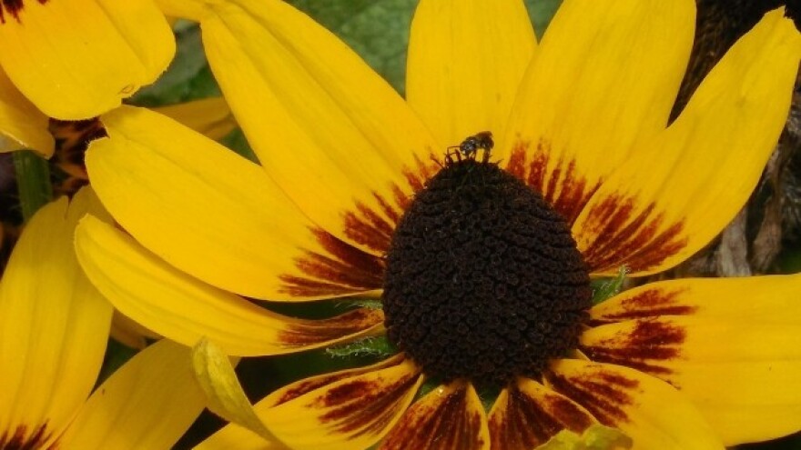 Rudbekija - nezahtjevna, a lijepa trajnica
