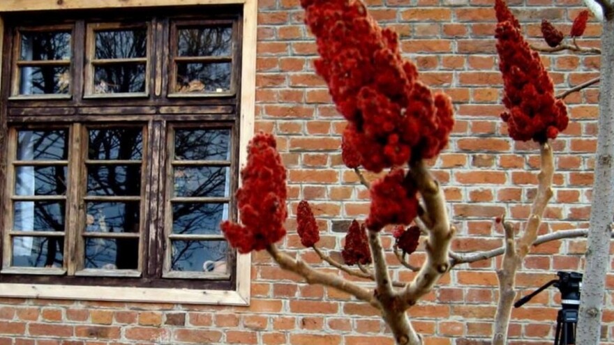 Ruj ili nebesko drvo - plišano drvo za prostrana dvorišta