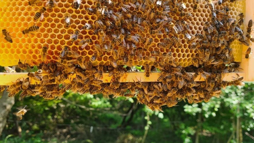 Pčelinjak u septembru  - koji su ključni radovi?