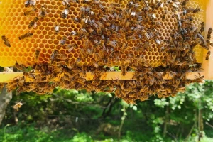 Pčelinjak u rujnu - koji su ključni radovi?