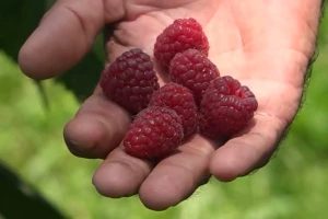Cena maline - 450, 600 ili 800 dinara?