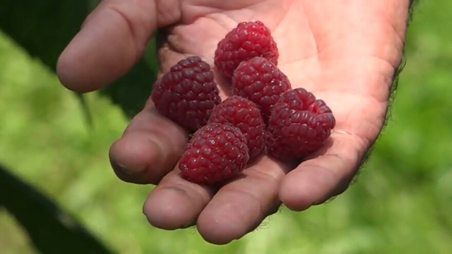 Cena maline - 450, 600 ili 800 dinara?