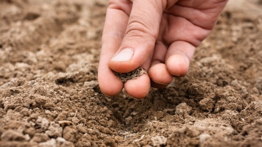 Kako provjeriti klijavost sjemena?