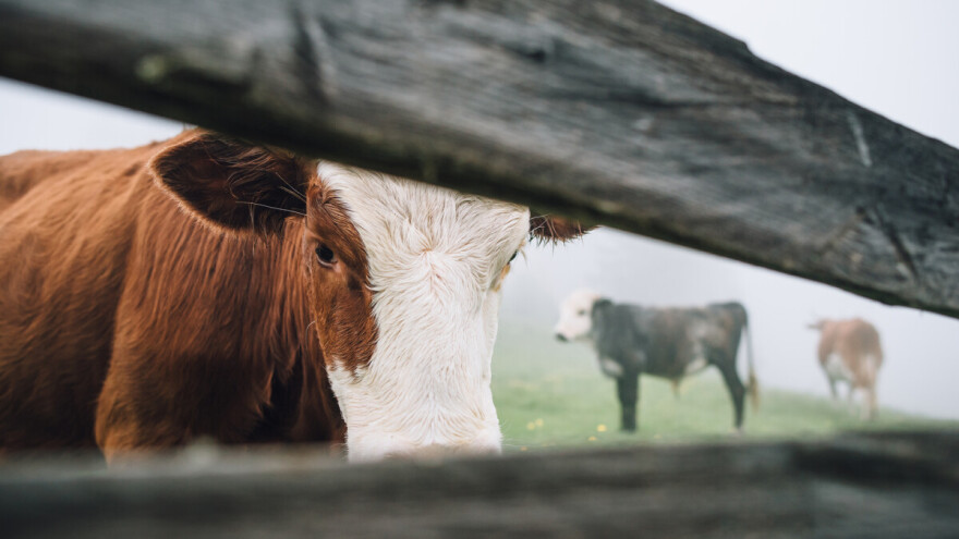 Mi imamo farmice i to "trč pa trč" naiđemo na neku - one zagađuju zrak?