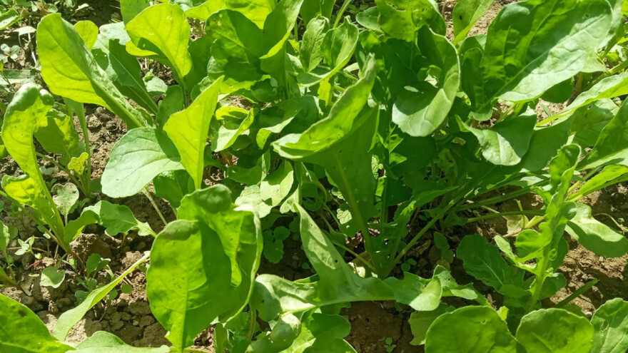 Gajenje rukole: Raste tokom cele godine