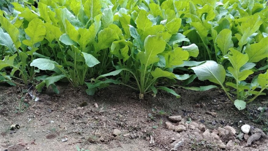 Rukola dobra za zdravlje, a gaji se preko cele godine